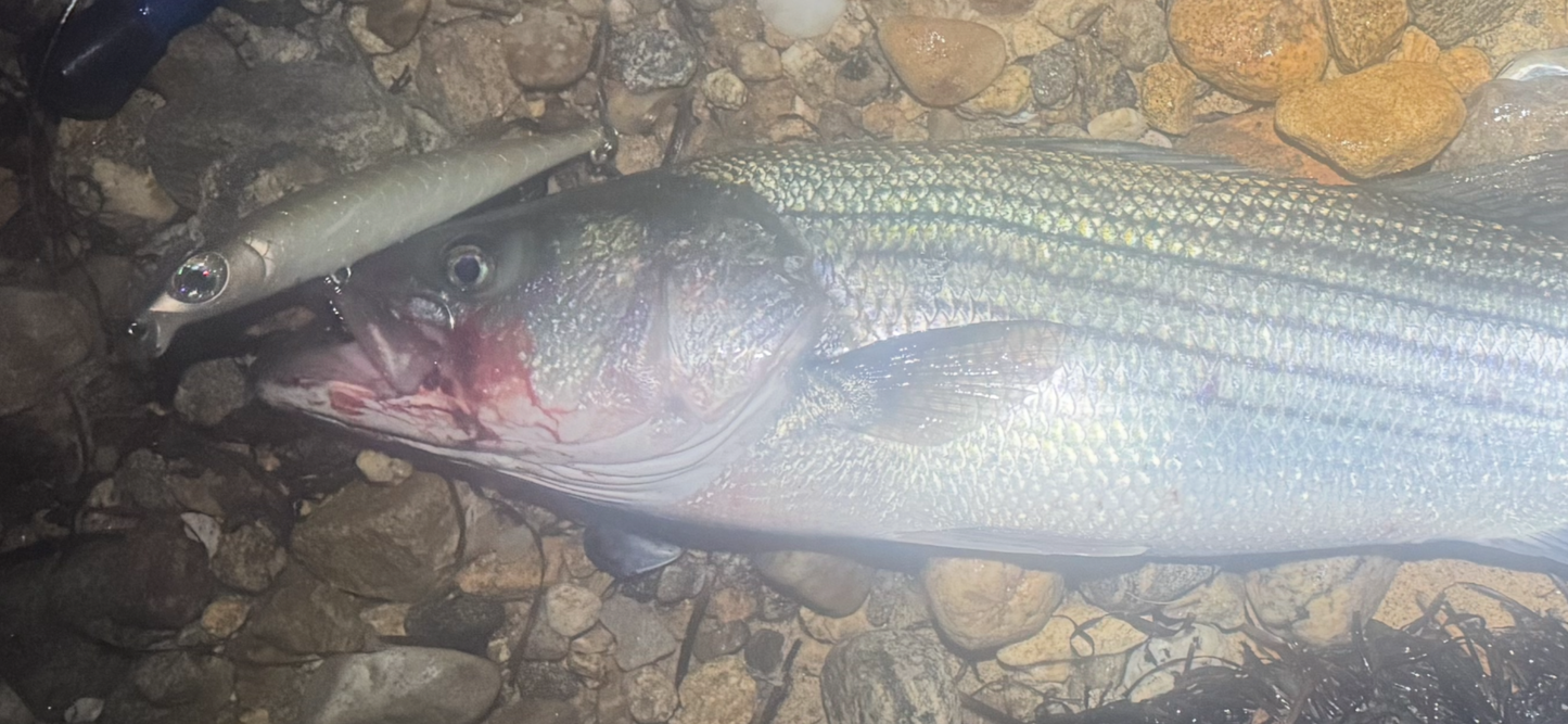 Bigeye v3