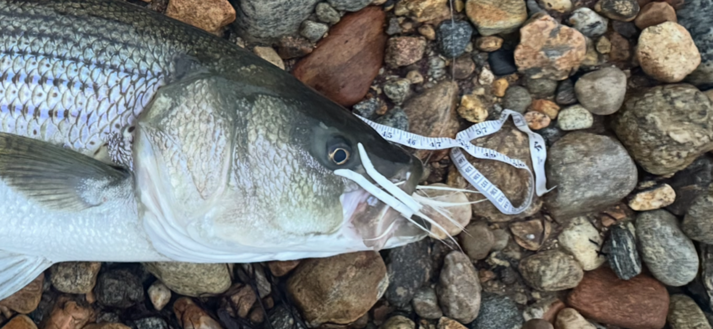 Pro Series Grinning Bucktail