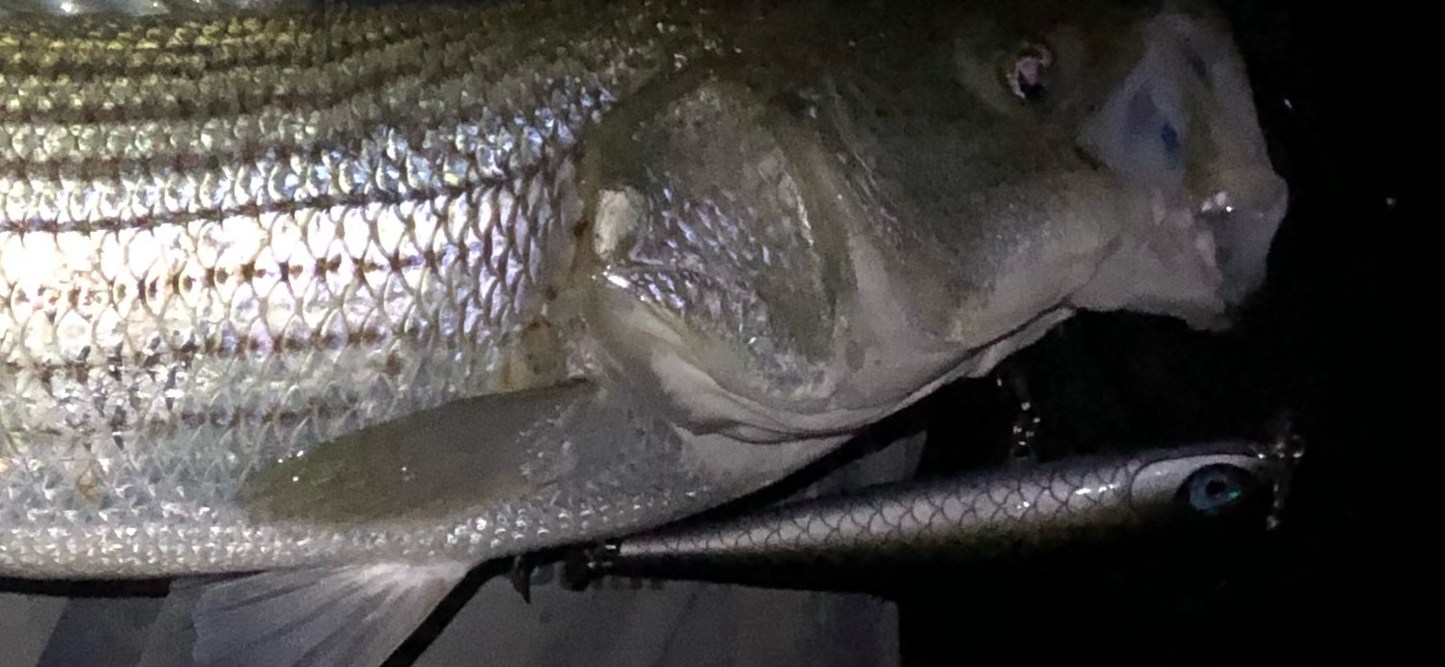 Bigeye v3