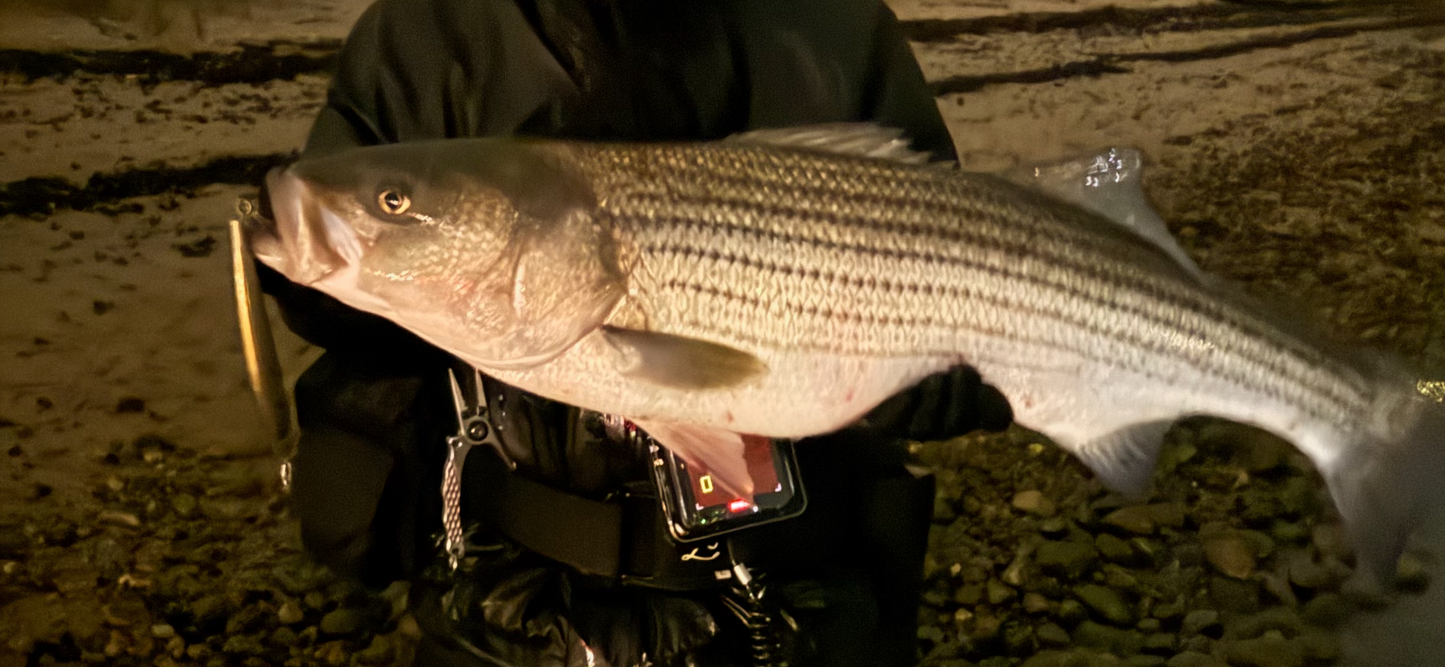 Bigeye v3