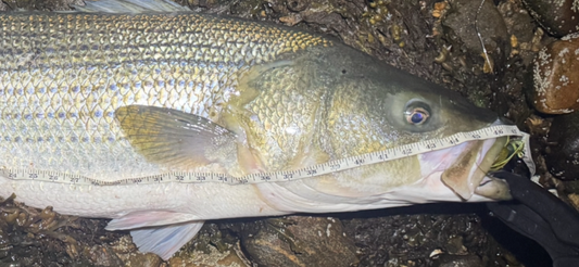 Elite Series Bullet Head Bucktail