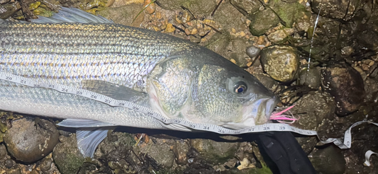 Pro Series Squid Bucktail