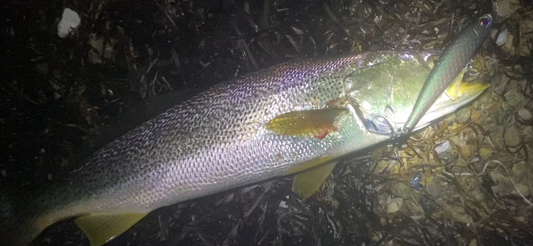 Bigeye v3