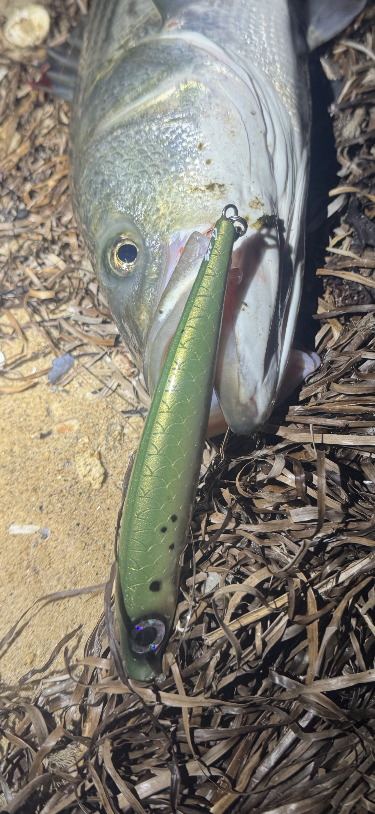 Bigeye v3