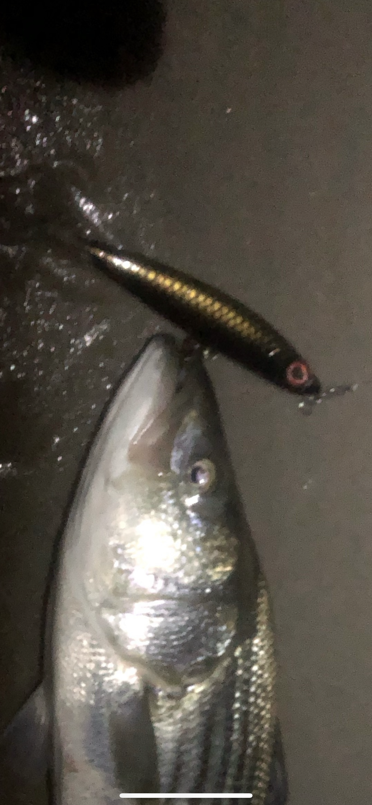 Bigeye v3
